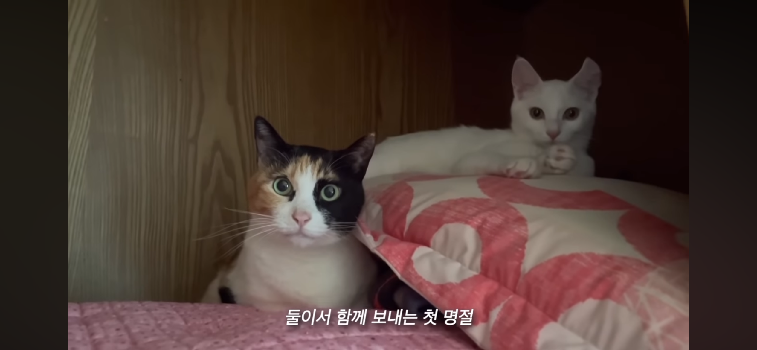 언니가 다리다친 아기고양이를 주워왔다 | 인스티즈