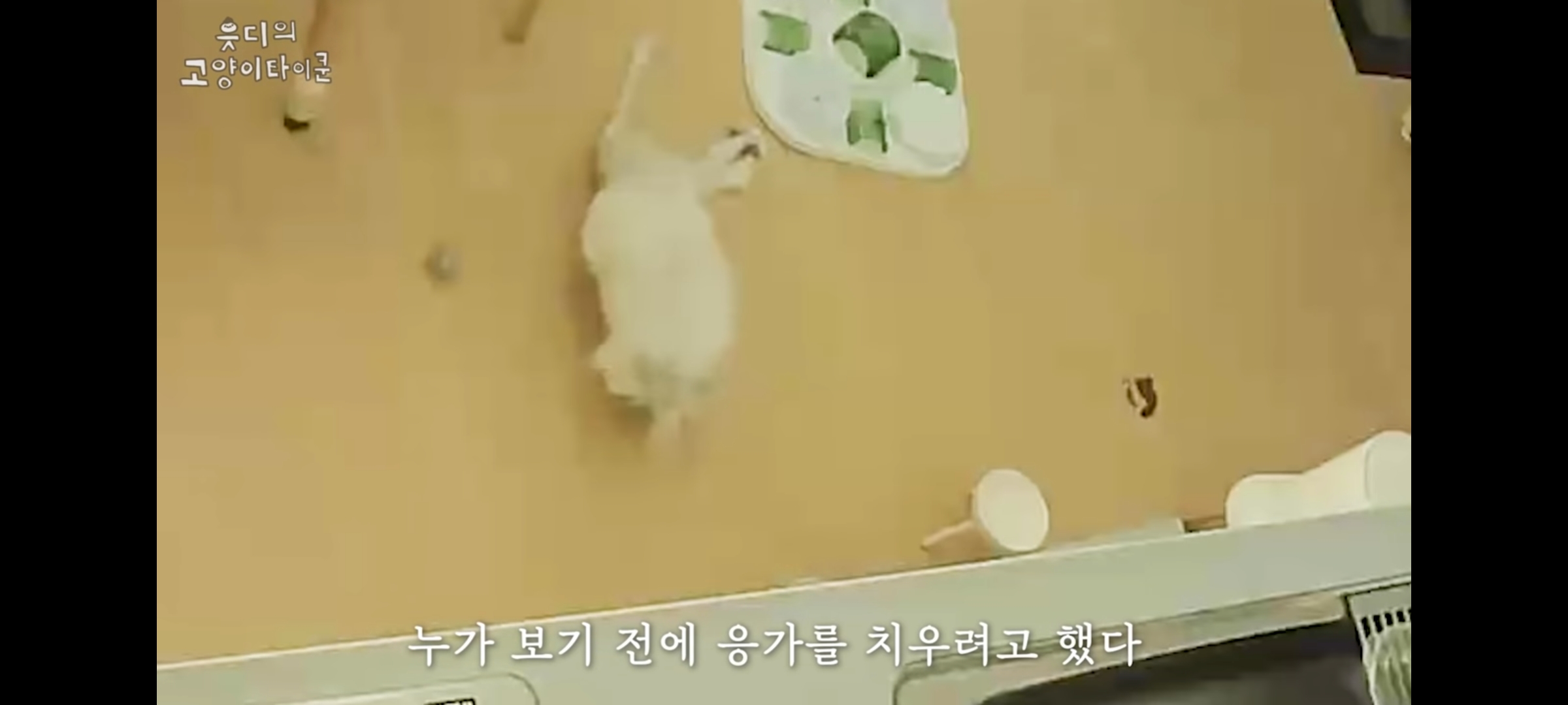 cctv보고 오열😭 응가실수하고 혼자 치우려는 고양이 | 인스티즈