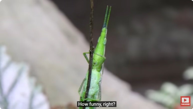 거대한 수조에 열대우림 환경을 조성해놓으면 생기는 일 - 2 | 인스티즈