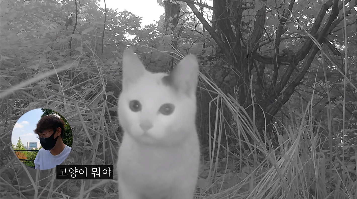 60일간의 방치한 카메라에 찍힌 산 속 동물들 | 인스티즈