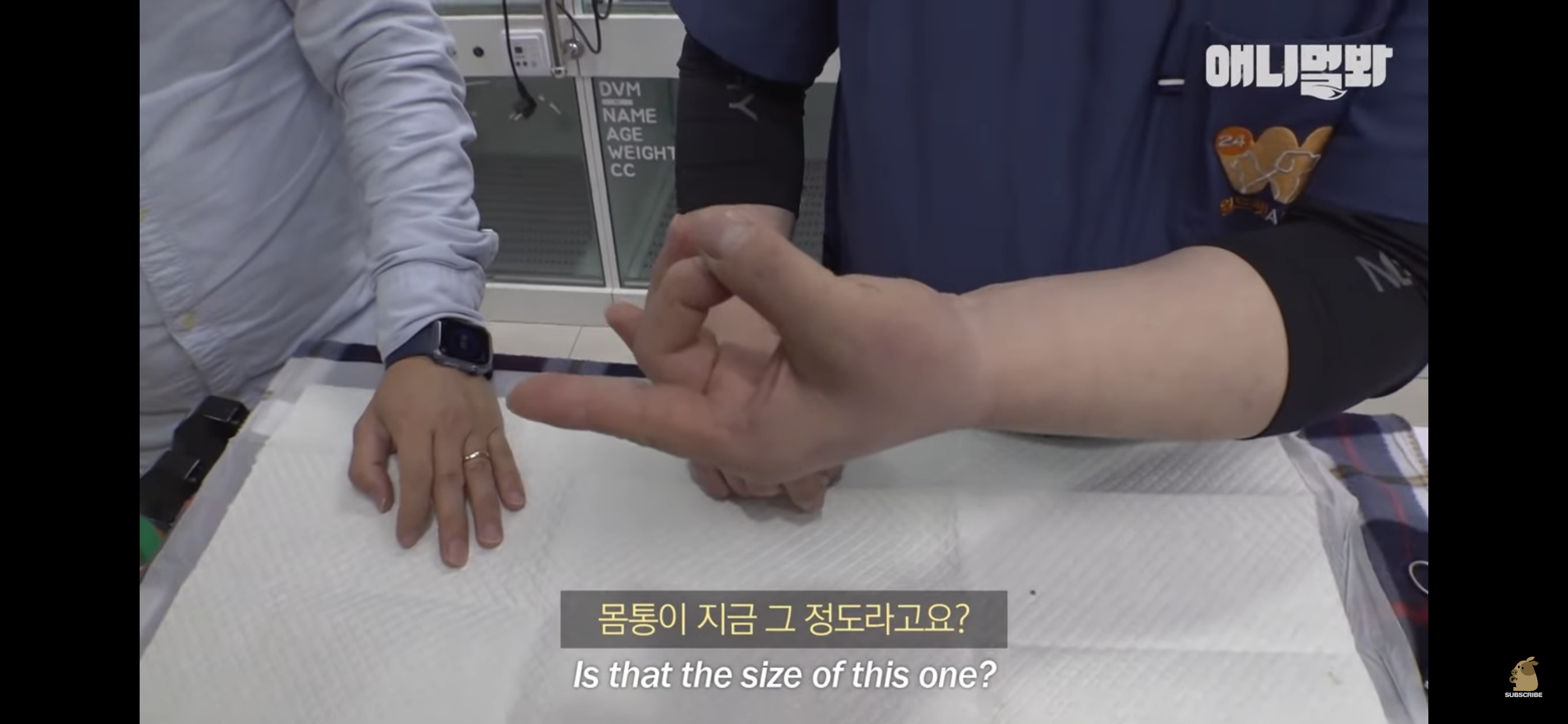 경기도 김포시 마송 휴먼시아 10단지 아파트내에 집단으로 유기된 노르웨이숲 고양이 | 인스티즈