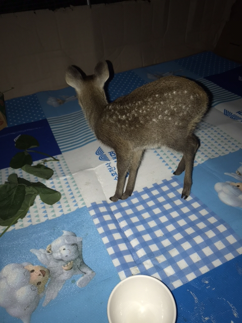 고라니 새끼가 찾아왔을 땐…? | 인스티즈