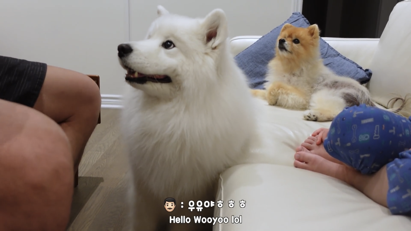 사모예드와 흔들리는 이 뽑는 법 | 인스티즈