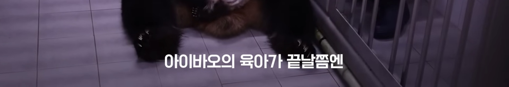 아기 판다들이 꼬질한 이유 | 인스티즈