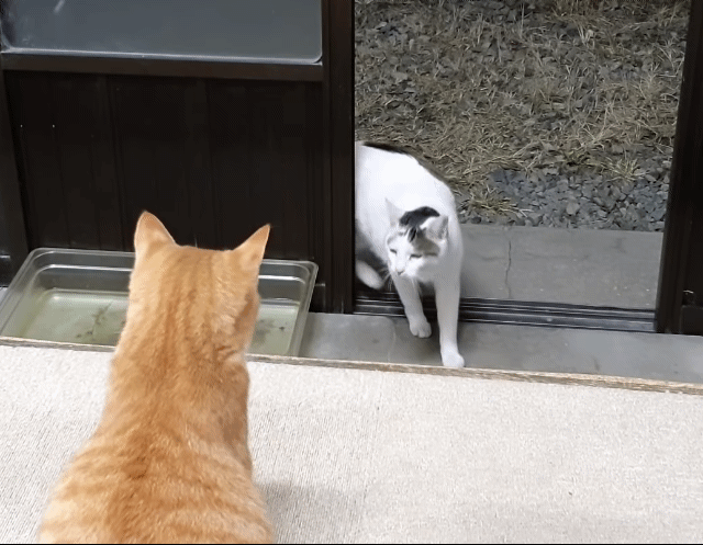 길고양이를 함부로 길들이면 안되는 이유..jpg | 인스티즈