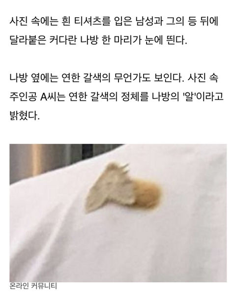 흰 호랑이 나방