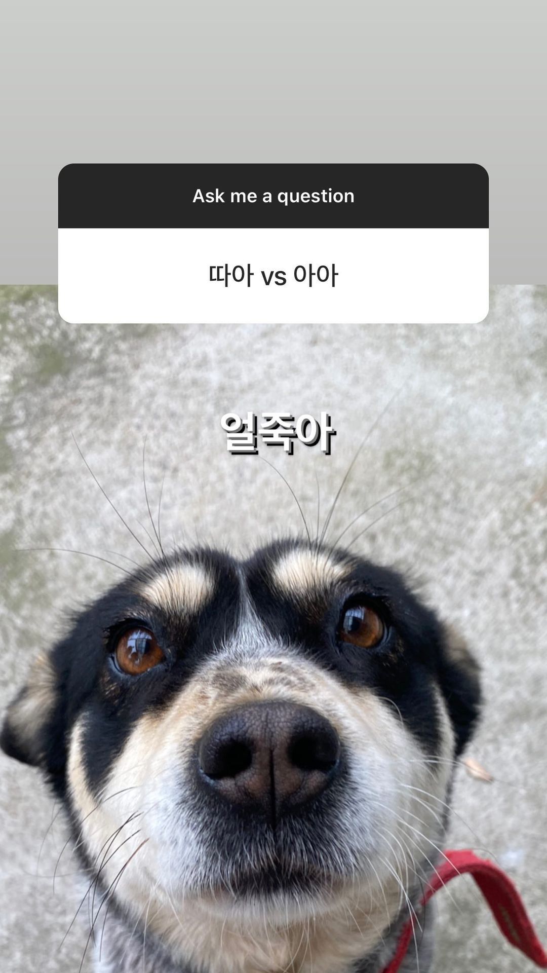 배우 정유미 취향과 tmi 가득한 인스타 무물보 답변 (스압) | 인스티즈