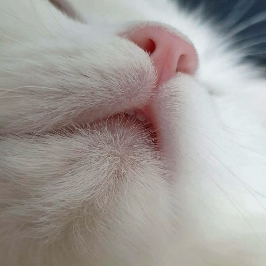 난 우울할 때 고양이 앞니를 봐🐱🦷 | 인스티즈