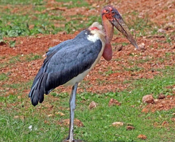 아마 본 적이 없을 특이한 조류 30종 | 인스티즈