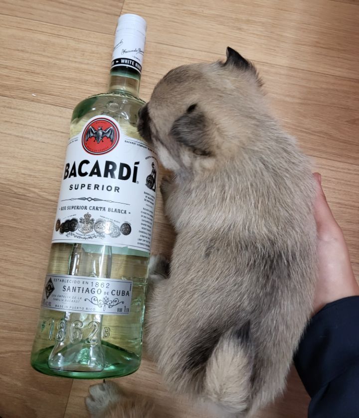 (공지라니... ++추가)새로생긴 회사 복지.. 미쳐서 도저히 일을 못하겠네.. (추가....)++추가 | 인스티즈