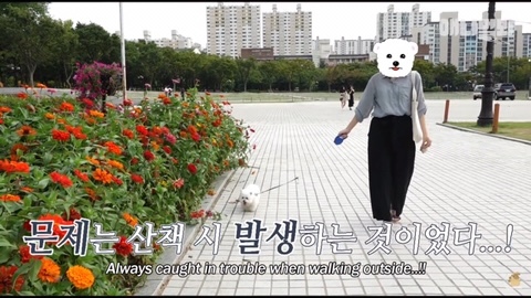 돌멩이를 물고 다니는 강아지 | 인스티즈