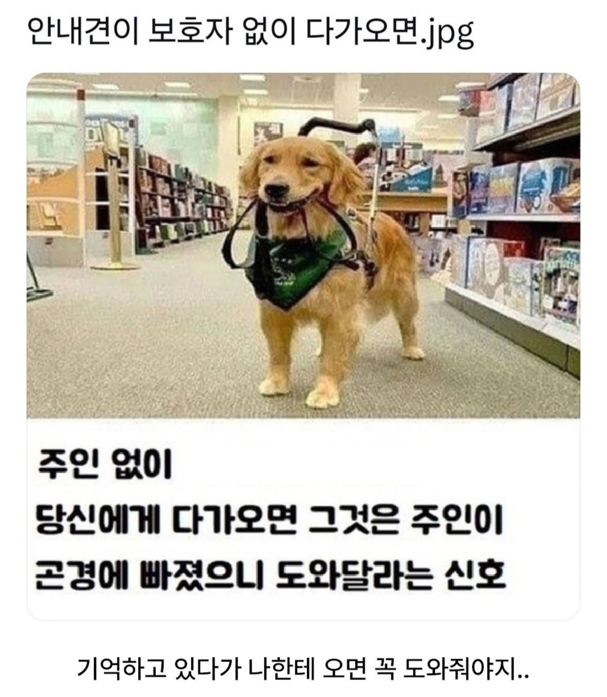 안내견이 보호자 없이 다가오면.jpg | 인스티즈