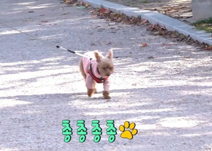 이학주네 강아지 | 인스티즈