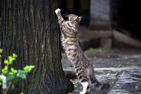 고양이가 쭉쭉 기지개를 켜는 이유 | 인스티즈