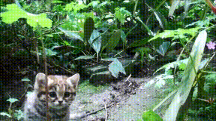 관찰카메라에 관심을 보이는 야생 칡.gif | 인스티즈