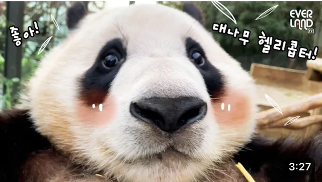 푸바오가 눈 가리기 스킬을 추가했습니다(+1)🐼 | 인스티즈