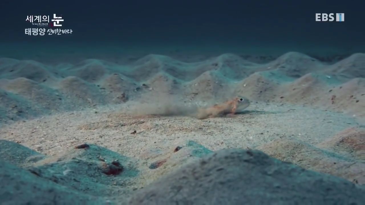 정말 흥미로운 과학자들이 12년만에 밝혀낸 바다속 신비한 문양의 비밀.jpgif | 인스티즈