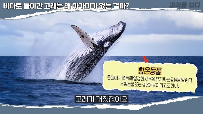 바다로 돌아간 고래는 왜 아가미를 만들지 못했는가 | 인스티즈