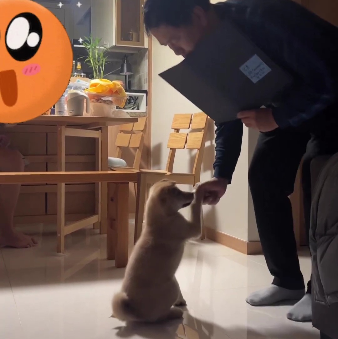 상받는 강아지 | 인스티즈
