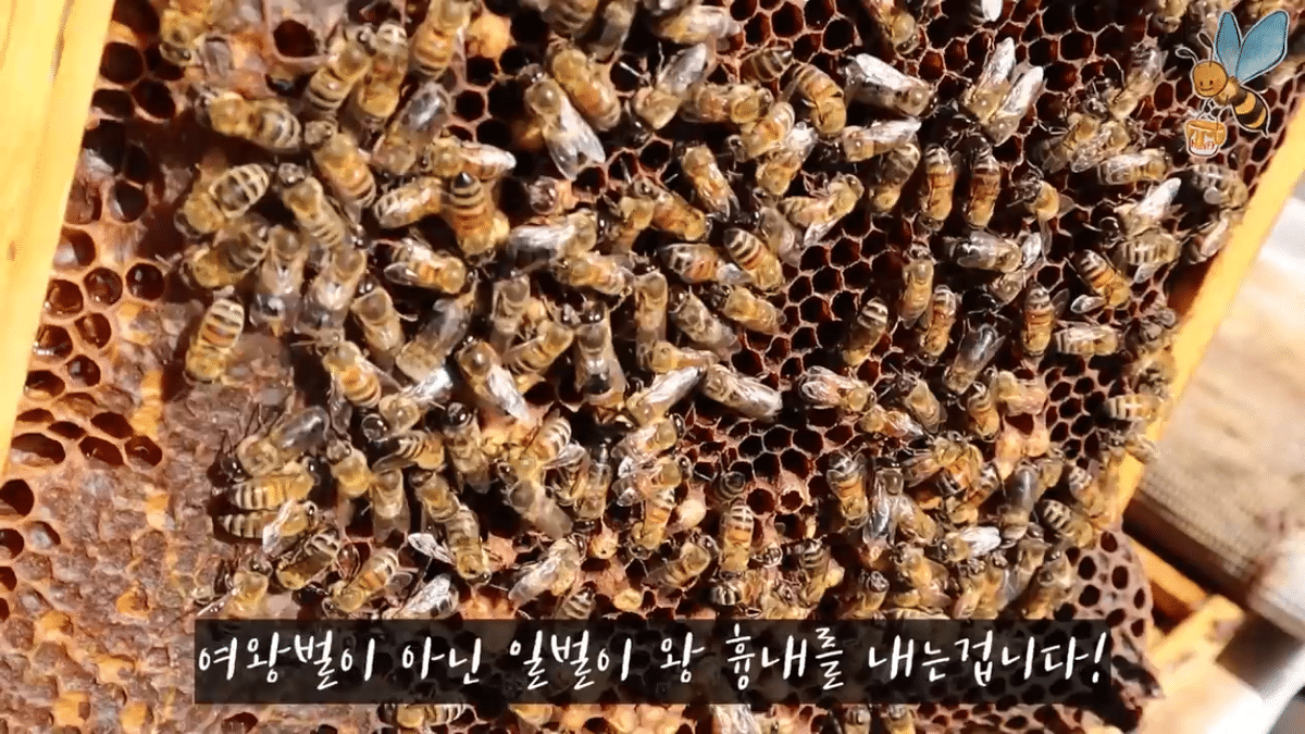 여왕벌 행세를 하는 일벌이 있다? | 인스티즈