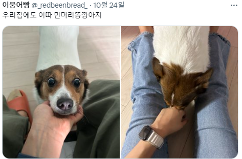 반가우면 민머리 되는 강쥐들 | 인스티즈