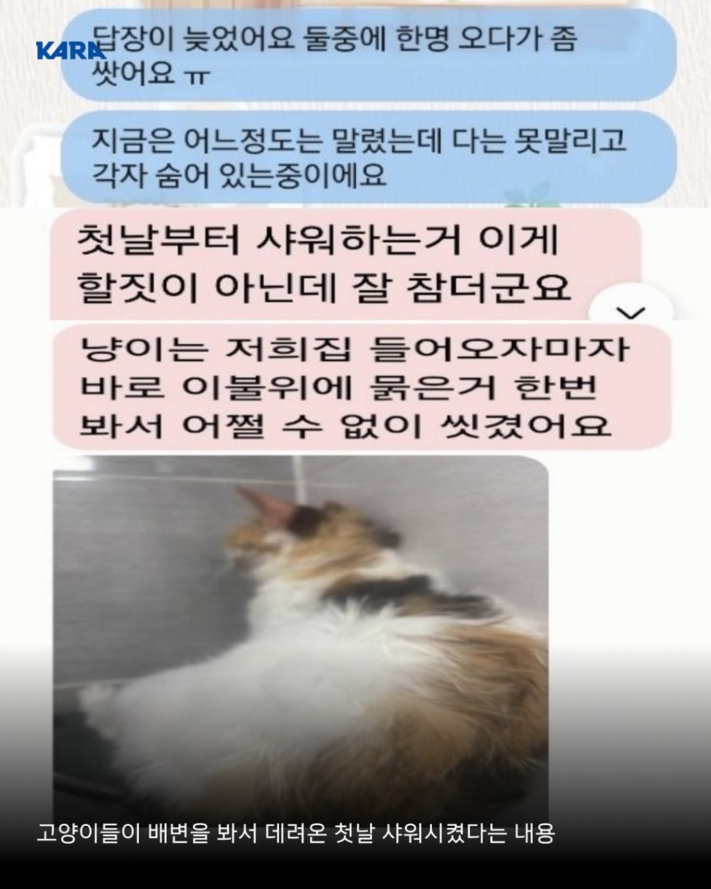 급)))부천에 입양가서 생사 안되는 고양이들이 있어요 제보받습니다 | 인스티즈