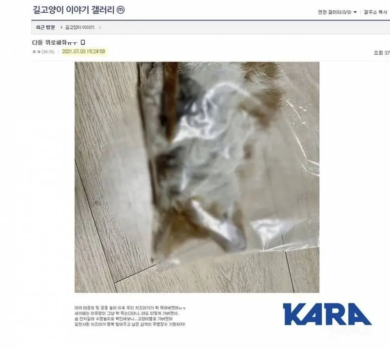 디씨인사이드 야옹이 갤러리 역대만행정리 (잔인함 주의) 사진 | 인스티즈