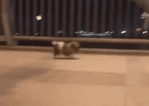 한여름 낮에는 강아지 산책을 시키지마세요 ㅠㅠ | 인스티즈