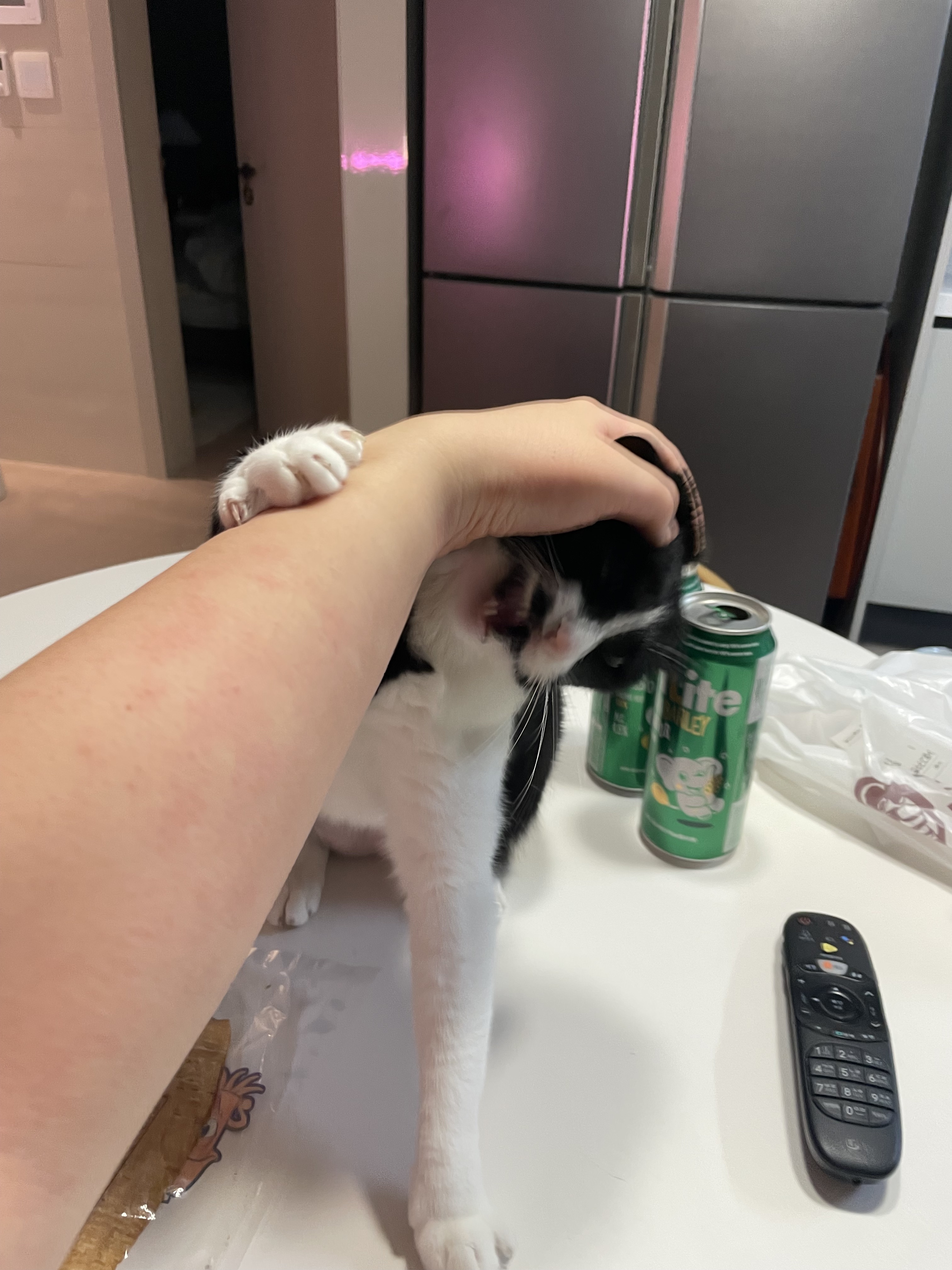 안주 뽏이는 고양이 어떤데 ㅋ | 인스티즈