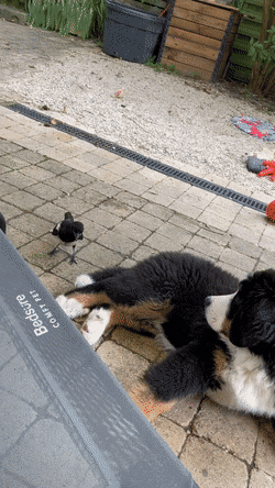 강아지 꼬리가 탐나는 까치 | 인스티즈