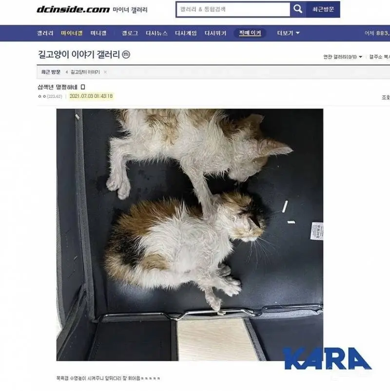 디씨인사이드 야옹이 갤러리 역대만행정리 (잔인함 주의) 사진 | 인스티즈