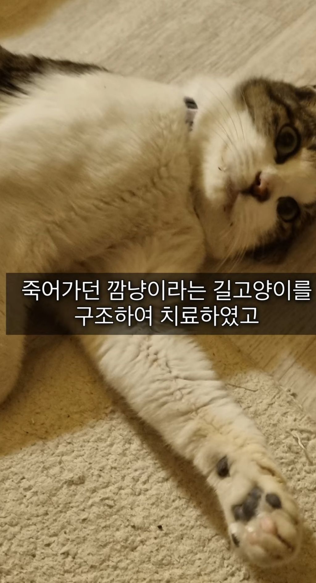 입양 하루만에 입양자에게 살해당한 깜냥이 (탄원서 꼭 부탁해🔥🔥🔥) | 인스티즈