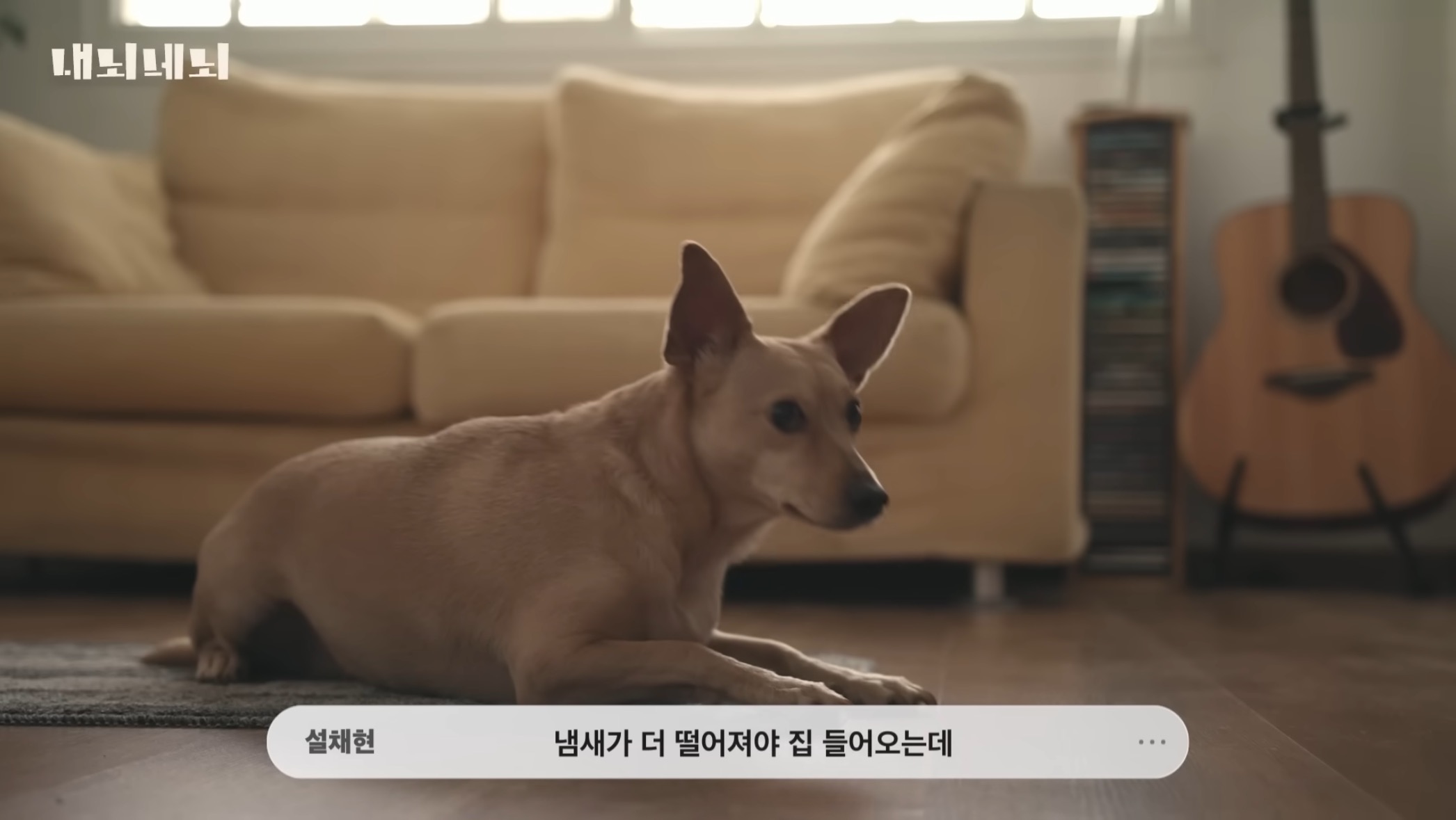 우리 강아지는 내 퇴근시간을 어떻게 아는걸까? | 인스티즈
