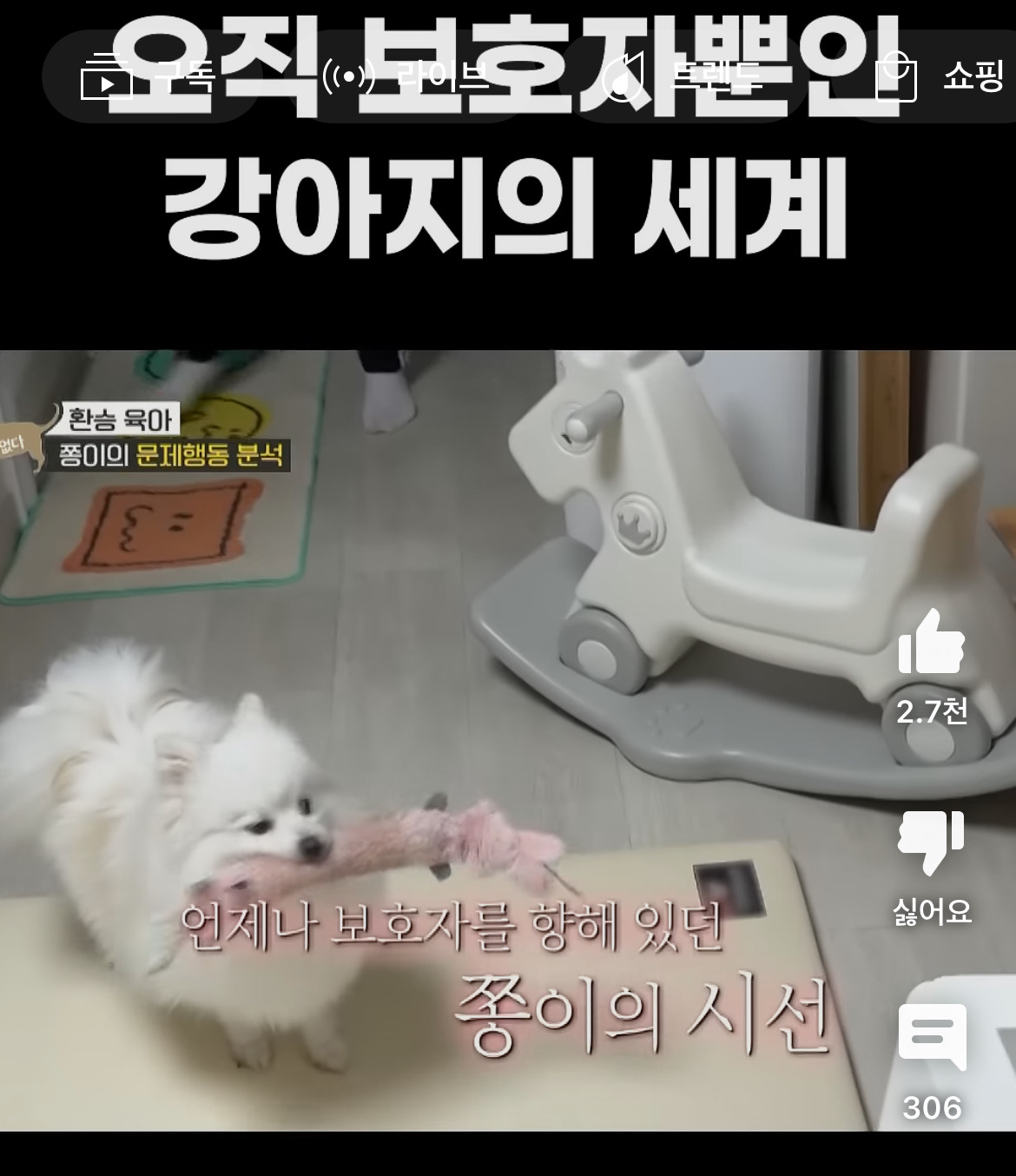 보자마자 오열 완전가능이라는 쫑이의 생활 | 인스티즈