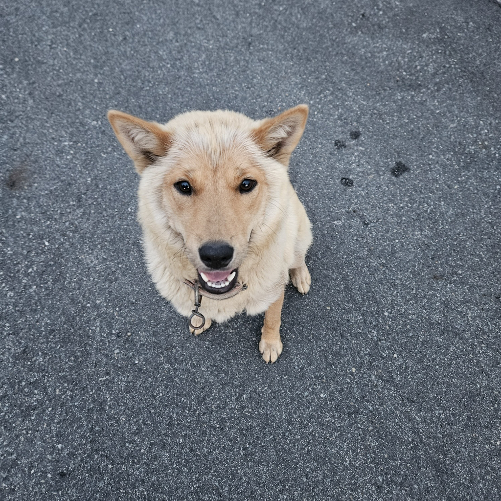 [입양홍보] 개장수에게 팔렸다 되찾아온 방치견 진순이·진돌이, 평생 가족을 찾아요! (부산/울산/전국) | 인스티즈