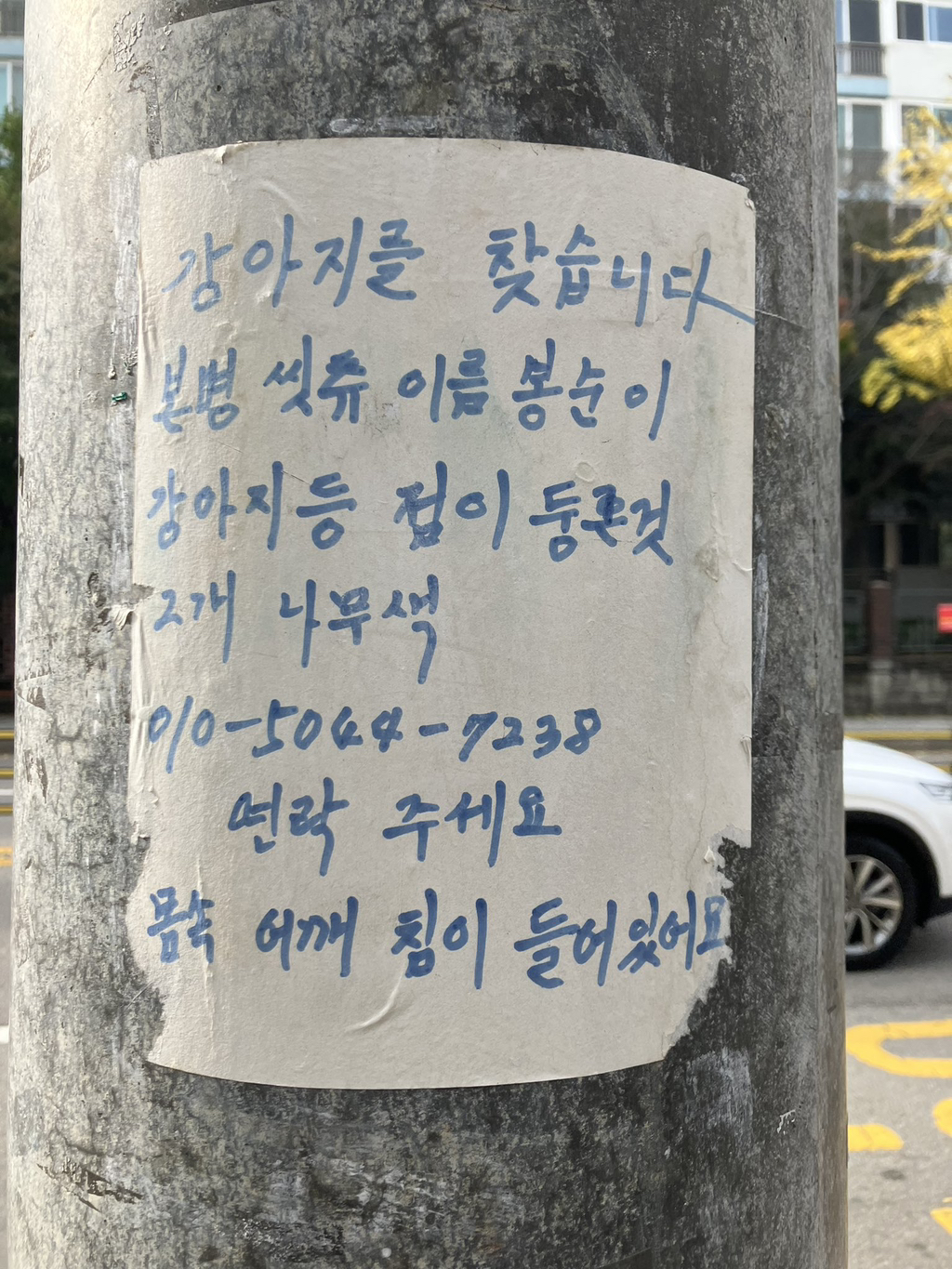 도봉구 일대에서 할머니가 시츄 강아지 찾고계심 | 인스티즈