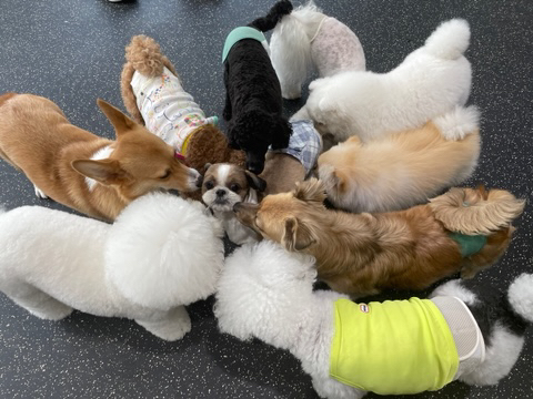 강아지 유치원 전학생 온 날 | 인스티즈
