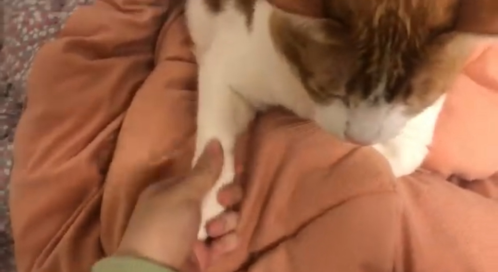 항공모함 고양이 | 인스티즈