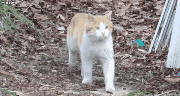 [hahaha] 뚱땅이 걸음걸이가 정말 특이하다는걸 한눈에 알아볼수있는 짤🐾 | 인스티즈