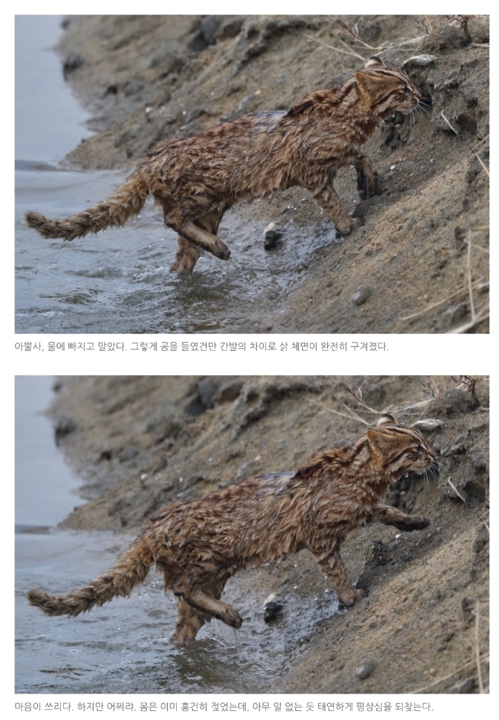 물이 싫어서 점프하는 삵 | 인스티즈