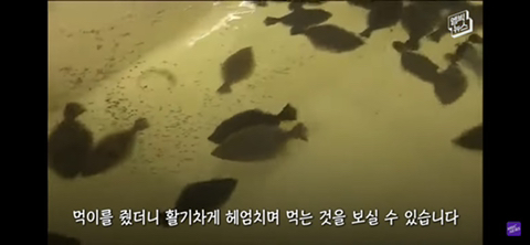 방사능 오염수에서 자란 맛 좋은 일본 광어 | 인스티즈