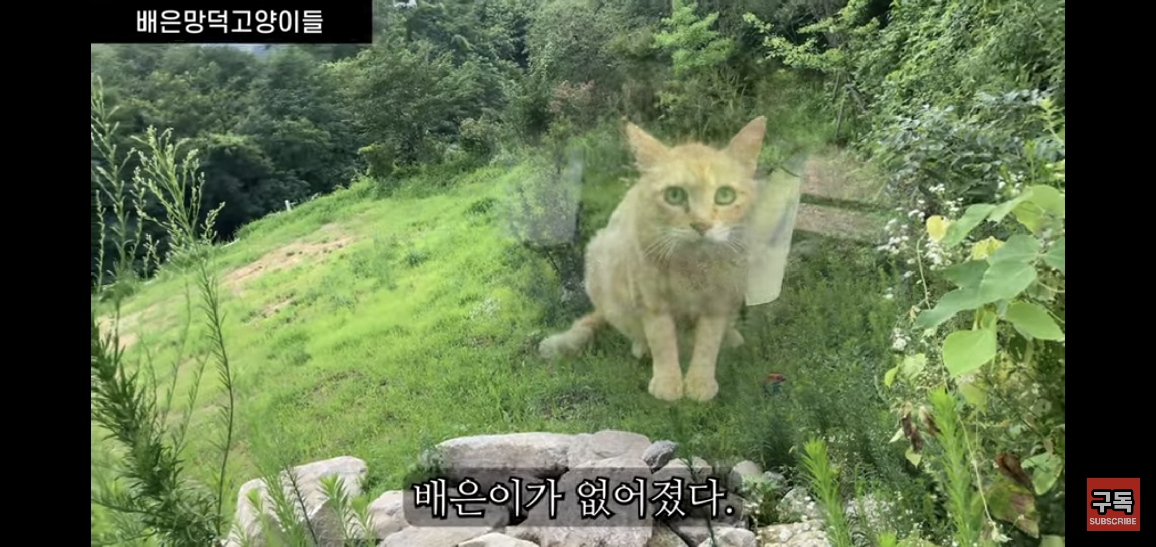 집 마당에 고양이가 나타나는 족족 다 잡아버리는 유튜버..jpg | 인스티즈