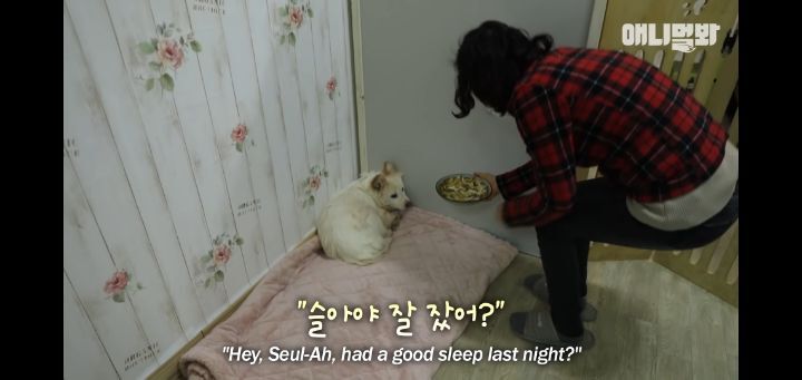 죽을것같은 우울증에 걸린 강아지 | 인스티즈