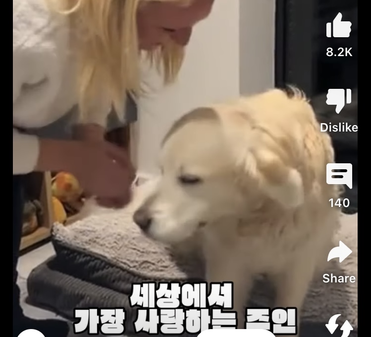 나이 든 리트리버가 주인을 알아채는 방법 | 인스티즈