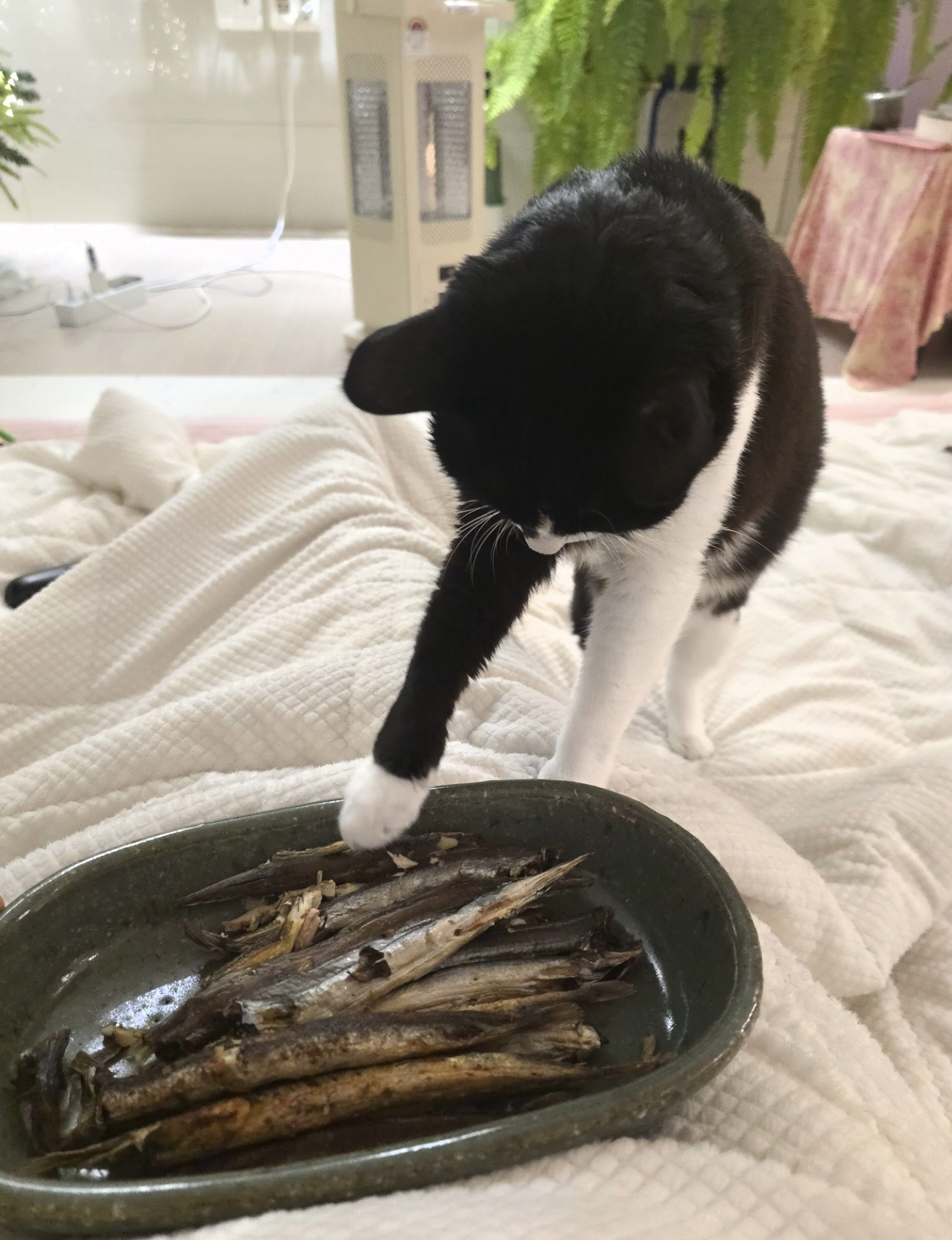 안주 뽏이는 고양이 어떤데 ㅋ 5나탄 ㅋ | 인스티즈