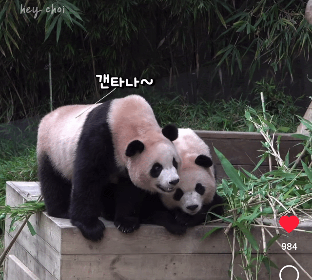 서로 알콩달콩 사이좋은 루이 후이바오 🐼 | 인스티즈