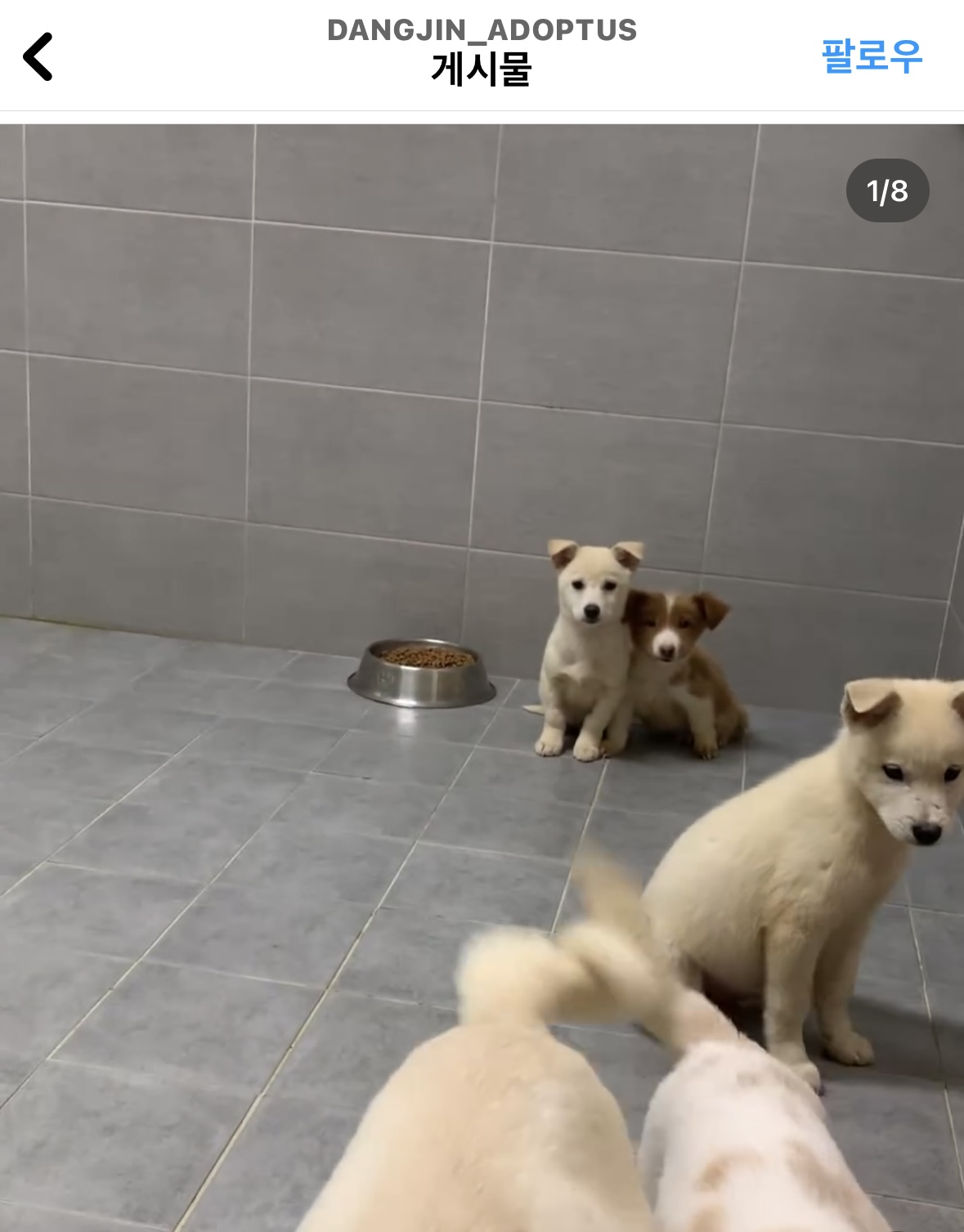 사람을 이렇게나 좋아하는데.. 곧 안락사된대요.... | 인스티즈