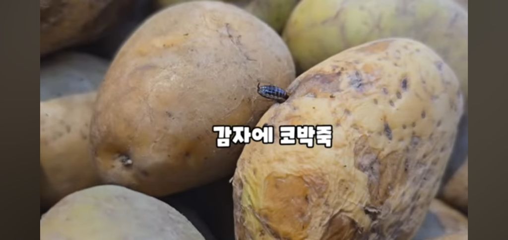필리핀 마트 진열대에 우글우글한 바퀴벌레 (바퀴사진 있음) | 인스티즈