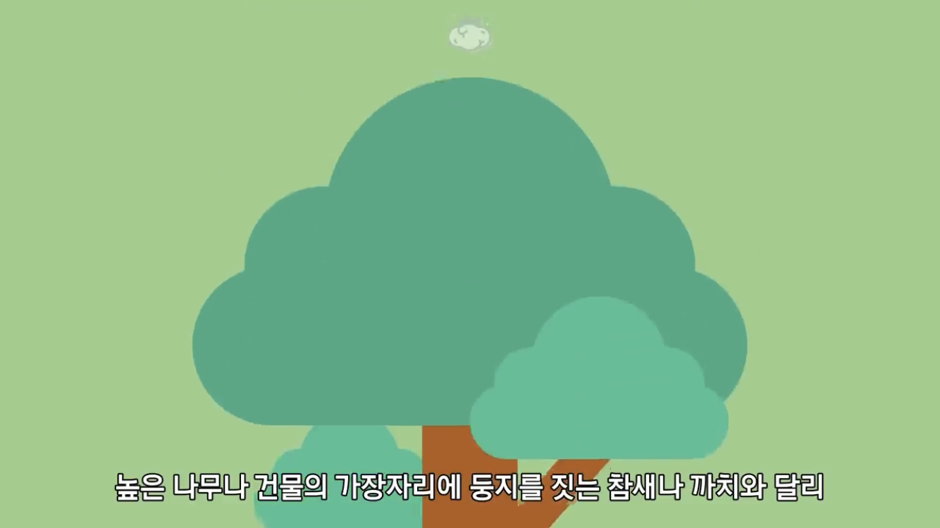 거리에 비둘기가 이렇게 많은데 왜 새끼 비둘기는 안 보일까? | 인스티즈