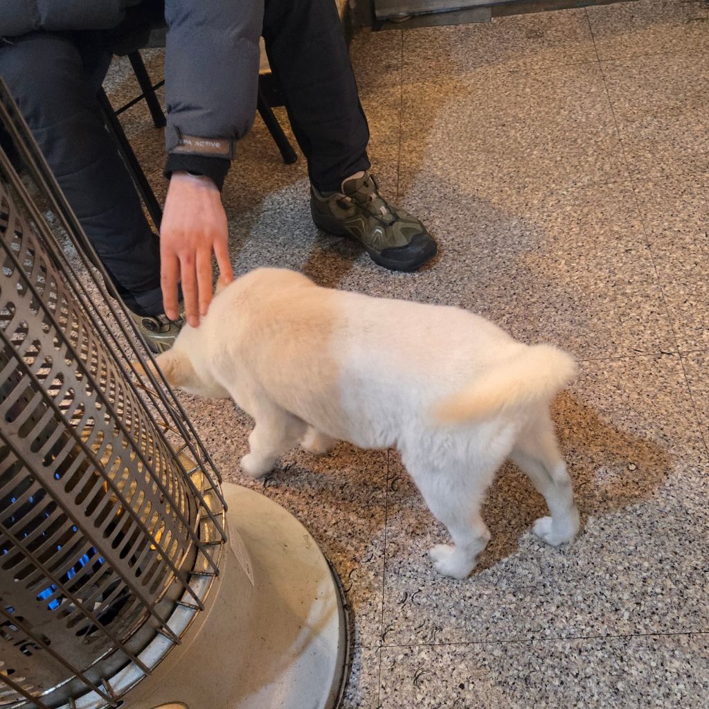 (입양홍보) 입양 무산 2번, 바미의 가족이 되어줘!💖 | 인스티즈